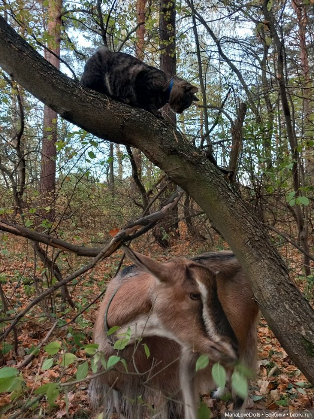 Новые знакомства Лоры — Куклы Llorens (Ллоренс): испанские пупсы (фото 7)