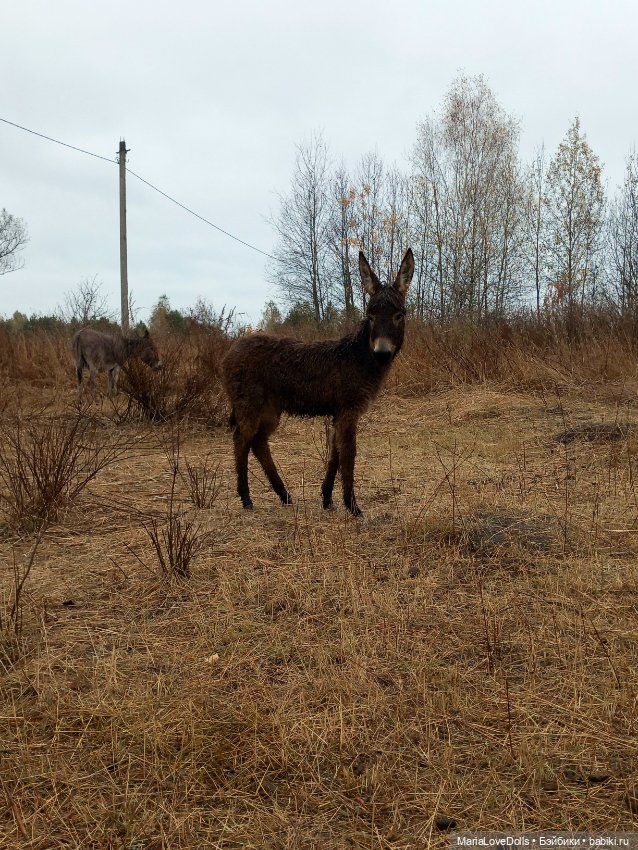 Новые знакомства Лоры — Куклы Llorens (Ллоренс): испанские пупсы