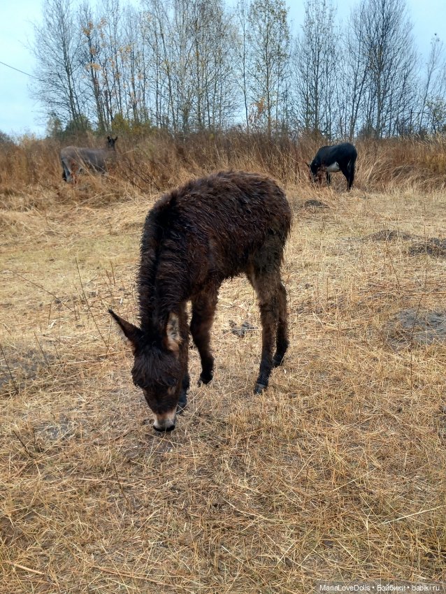 Новые знакомства Лоры — Куклы Llorens (Ллоренс): испанские пупсы