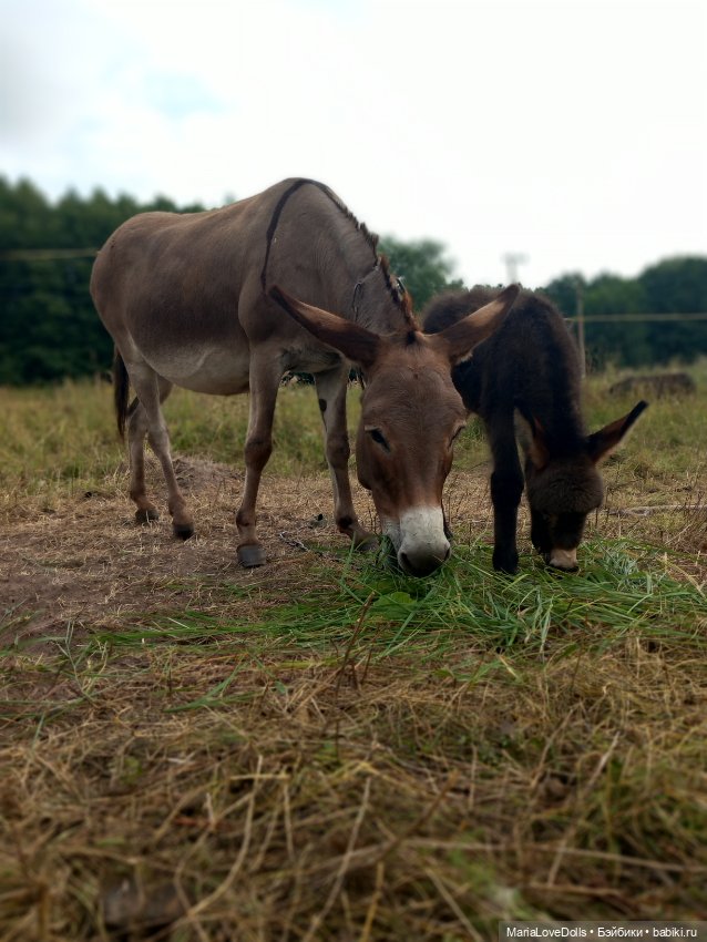 Новые знакомства Лоры — Куклы Llorens (Ллоренс): испанские пупсы (фото 5)