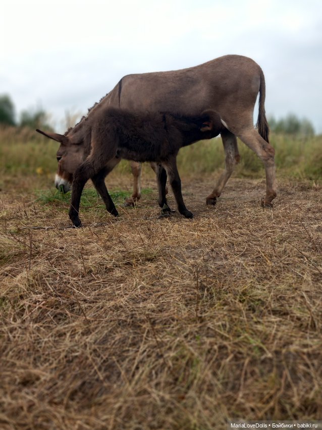 Новые знакомства Лоры — Куклы Llorens (Ллоренс): испанские пупсы