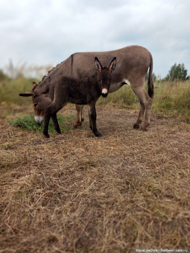 Новые знакомства Лоры — Куклы Llorens (Ллоренс): испанские пупсы (фото 6)