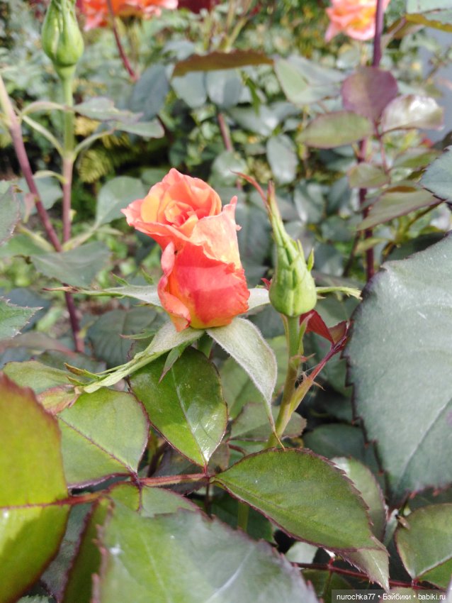 Про Нафочку. Сразу после отпуска. Ещё было лето