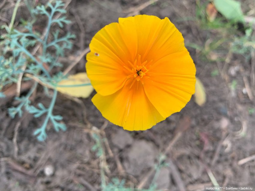 Про Нафочку. Сразу после отпуска. Ещё было лето