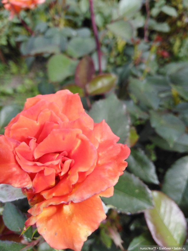 Про Нафочку. Сразу после отпуска. Ещё было лето