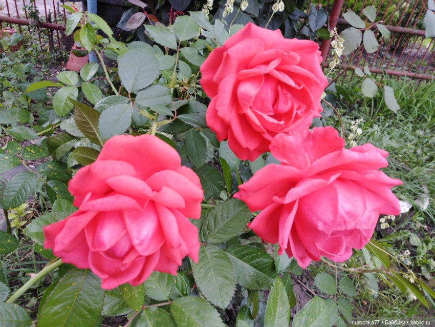 Про Нафочку. Сразу после отпуска. Ещё было лето