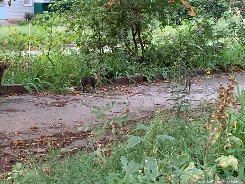 Про Нафочку. Сразу после отпуска. Ещё было лето