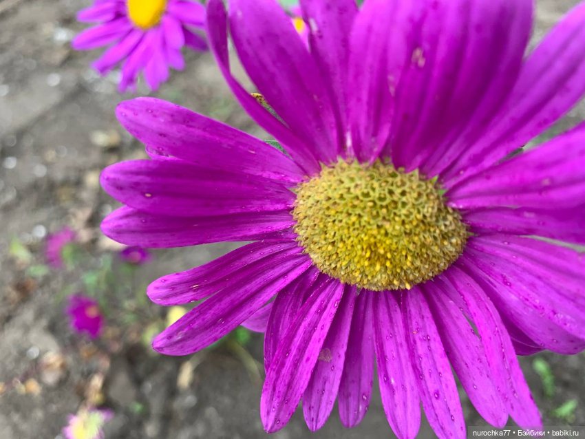 Про Нафочку. Сразу после отпуска. Ещё было лето