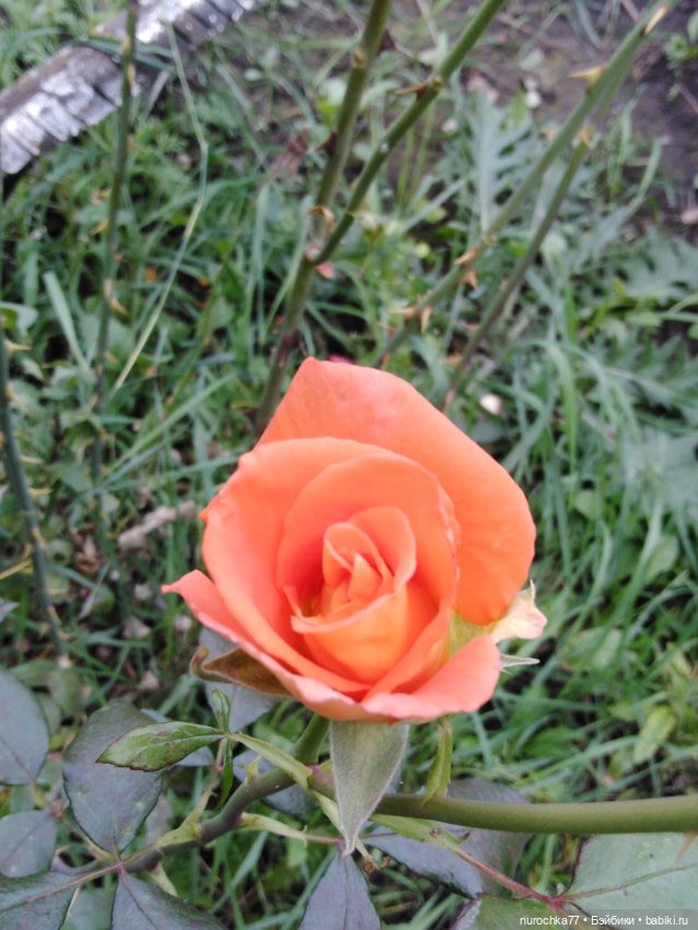 Про Нафочку. Сразу после отпуска. Ещё было лето