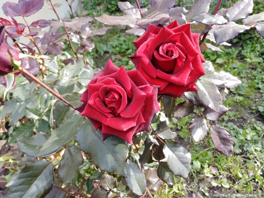 Про Нафочку. Сразу после отпуска. Ещё было лето