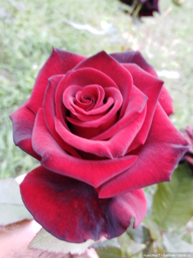 Про Нафочку. Сразу после отпуска. Ещё было лето