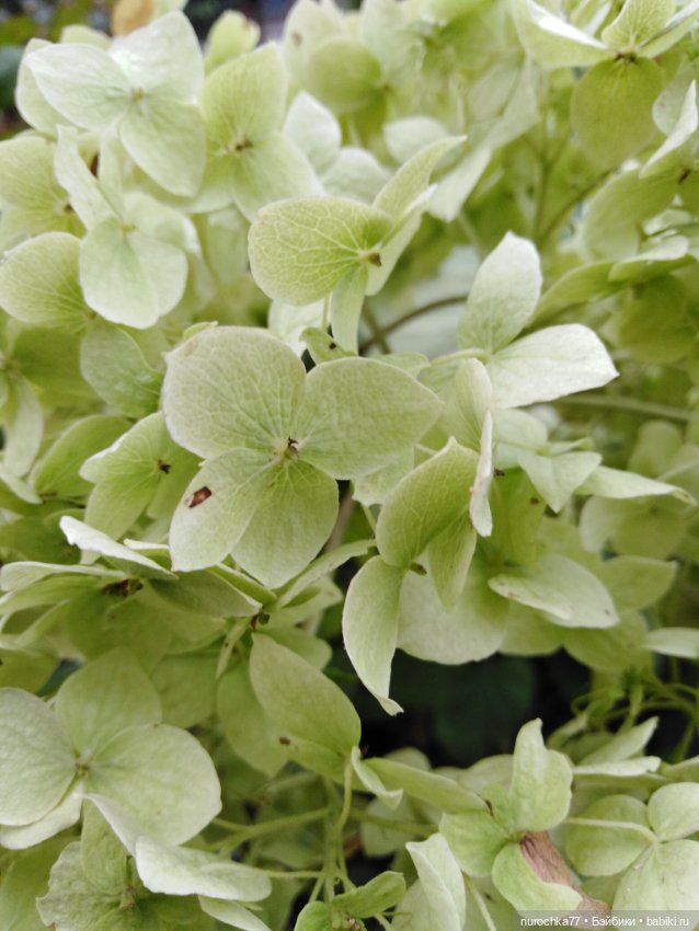 Про Нафочку. Сразу после отпуска. Ещё было лето