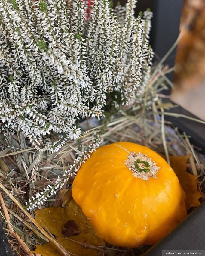 Осеннее с Ododo — Куклы Strawberry Planet: Redberry (фото 8)