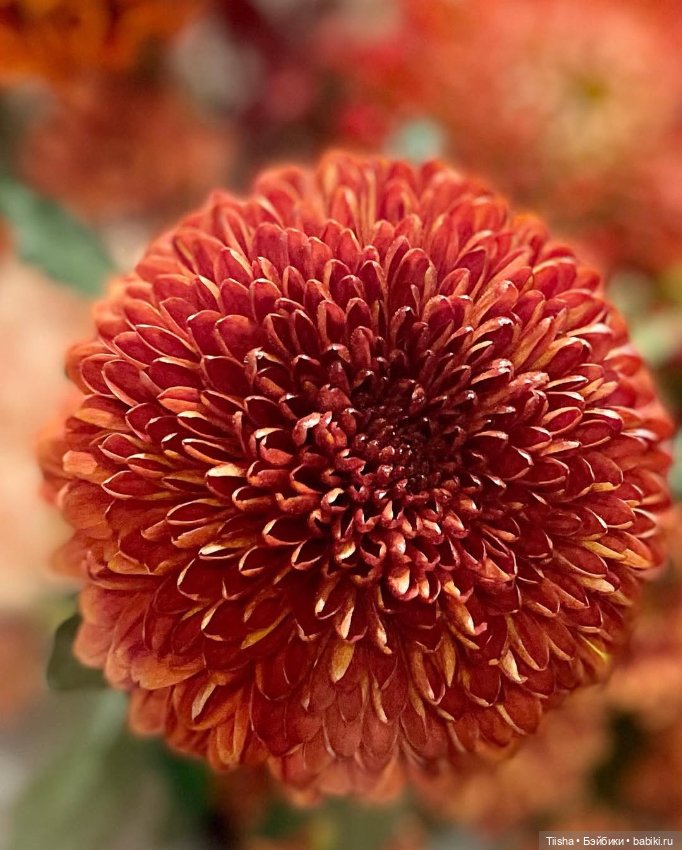 Осеннее с Ododo — Куклы Strawberry Planet: Redberry