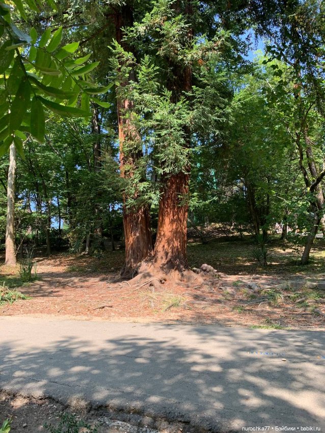 Про Нафочку. В дендрарии Сочи. . Часть. 1