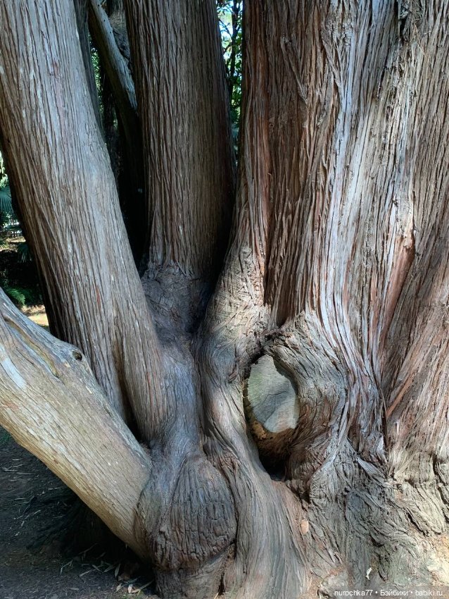 Про Нафочку. В дендрарии Сочи. . Часть. 1