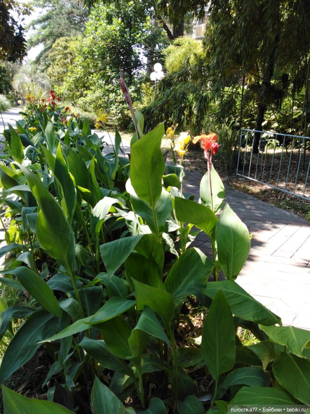 Про Нафочку. В дендрарии Сочи. . Часть. 1