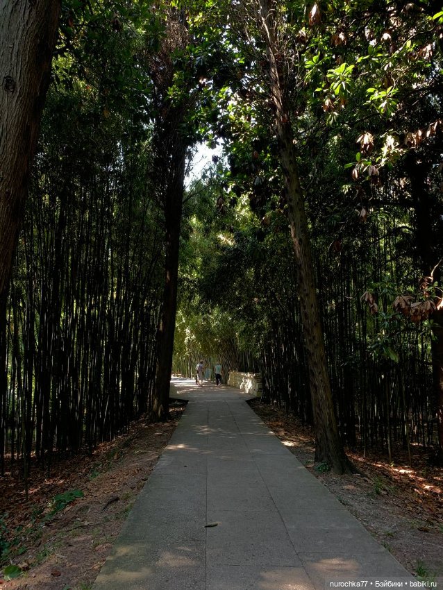 Про Нафочку. В дендрарии Сочи. . Часть. 1