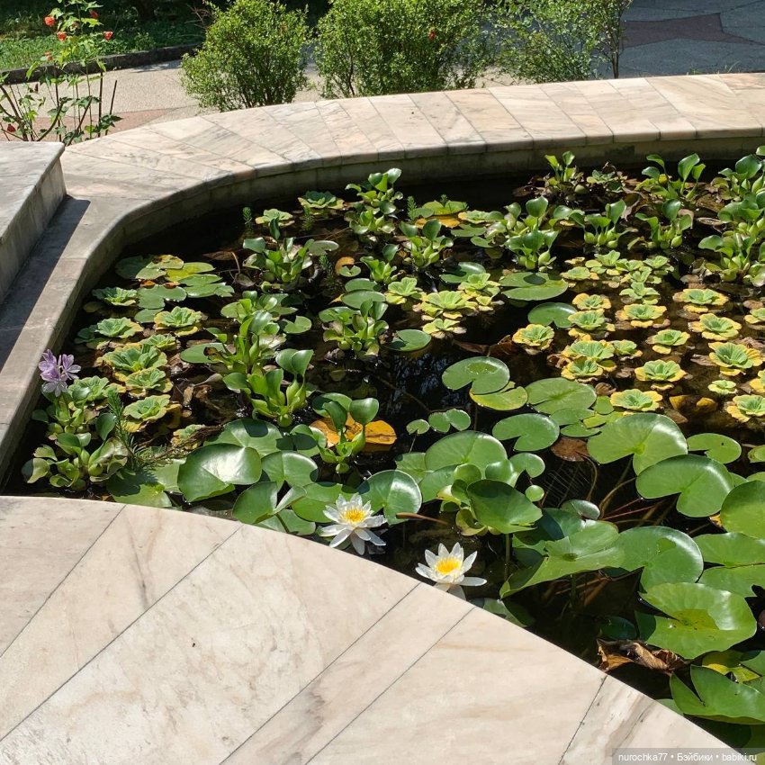 Про Нафочку. В дендрарии Сочи. . Часть. 1