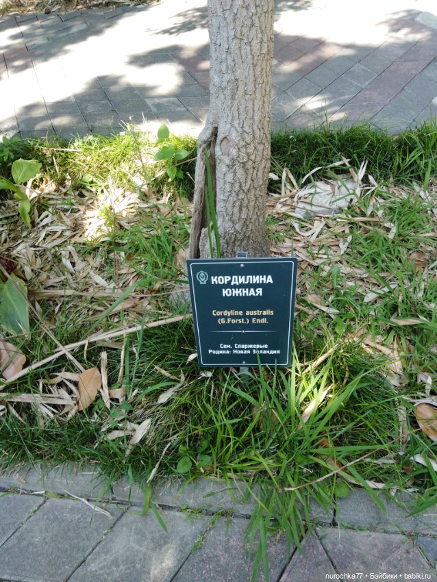 Про Нафочку. В дендрарии Сочи. . Часть. 1