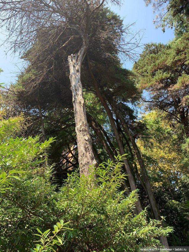 Про Нафочку. В дендрарии Сочи. . Часть. 1