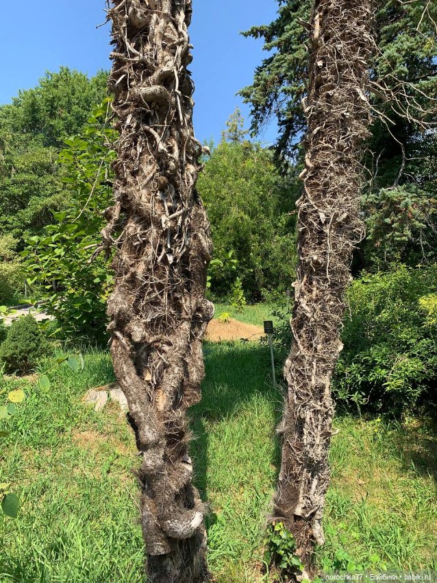 Про Нафочку. В дендрарии Сочи. . Часть. 1