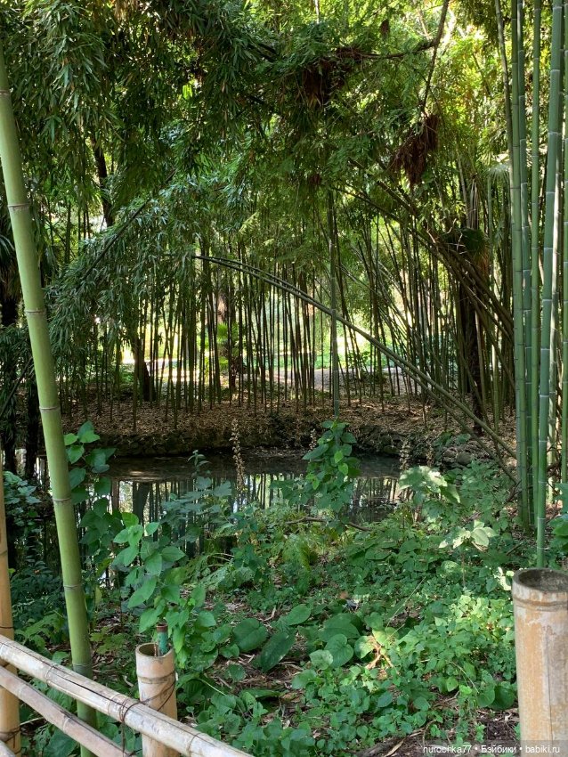 Про Нафочку. В дендрарии Сочи. . Часть. 1