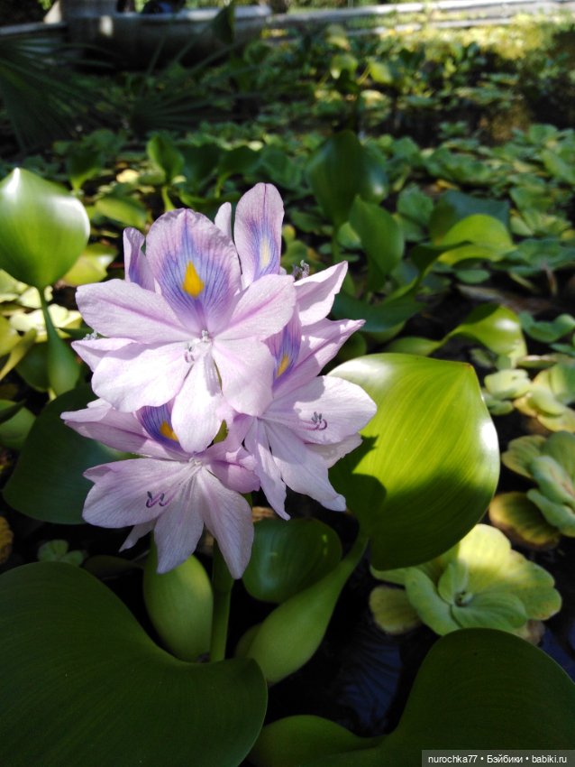 Про Нафочку. В дендрарии Сочи. . Часть. 1