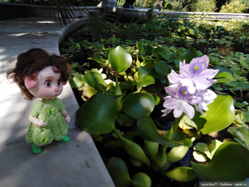 Про Нафочку. В дендрарии Сочи. . Часть. 1