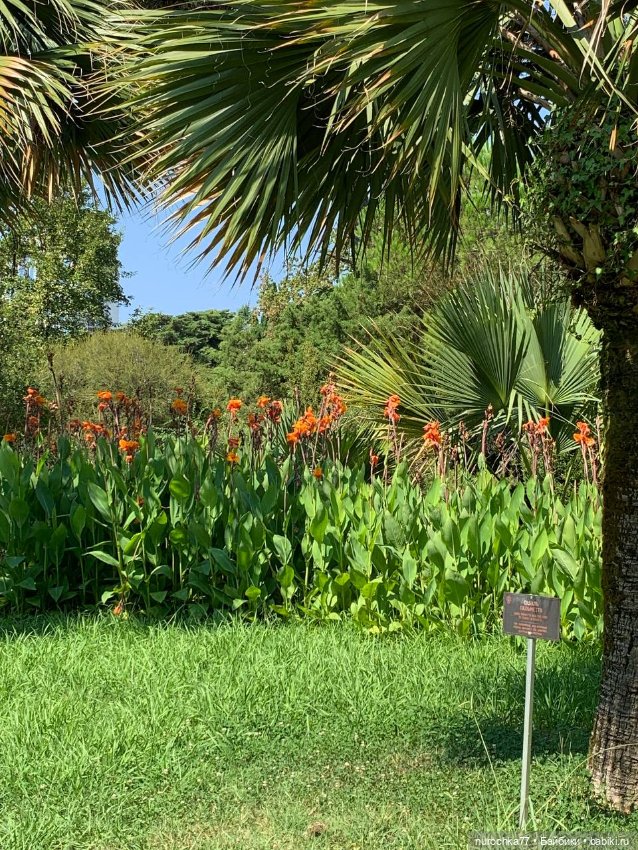 Про Нафочку. В дендрарии Сочи. . Часть. 1