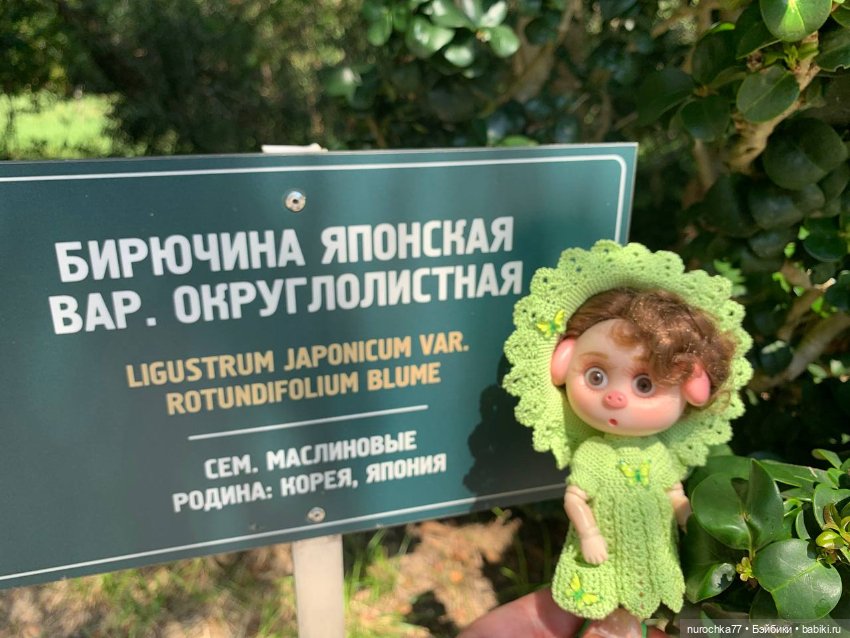 Про Нафочку. В дендрарии Сочи. . Часть. 1