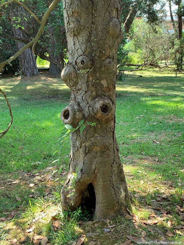 Про Нафочку. В дендрарии Сочи. . Часть. 1