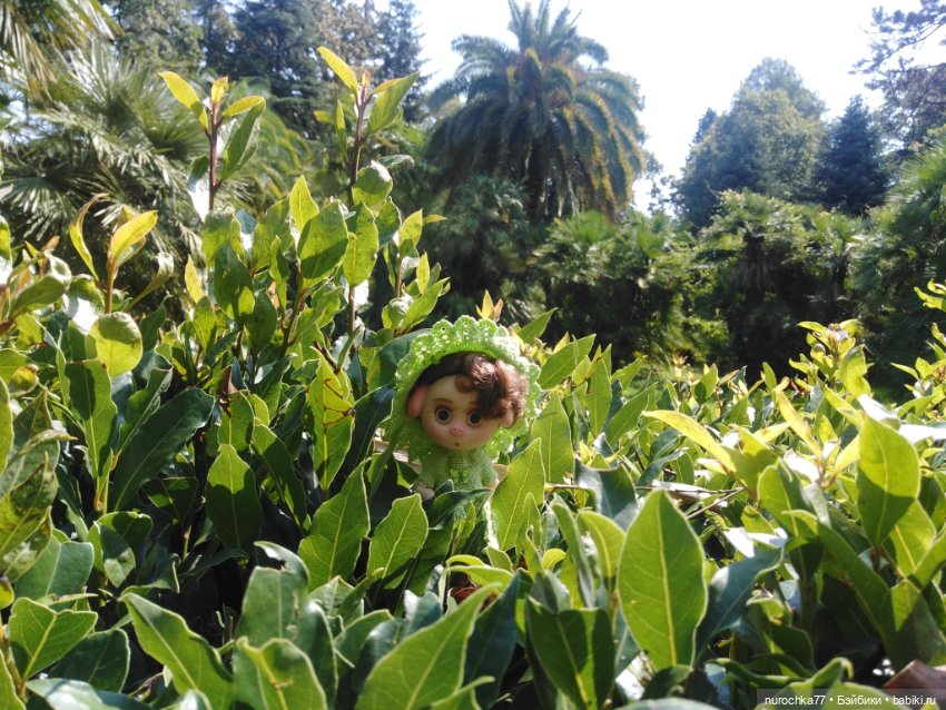 Про Нафочку. В дендрарии Сочи. Часть 2