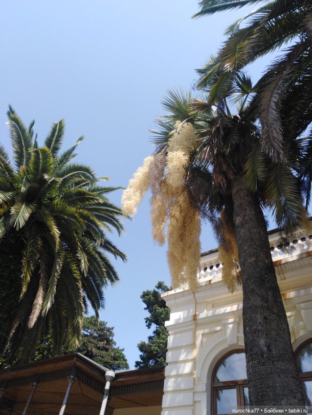 Про Нафочку. В дендрарии Сочи. Часть 2