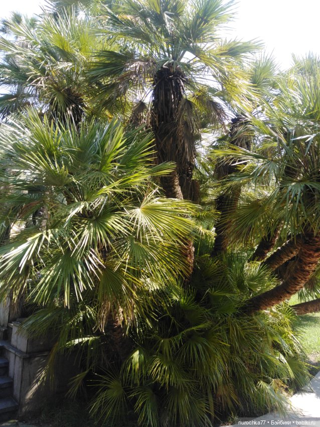 Про Нафочку. В дендрарии Сочи. Часть 2