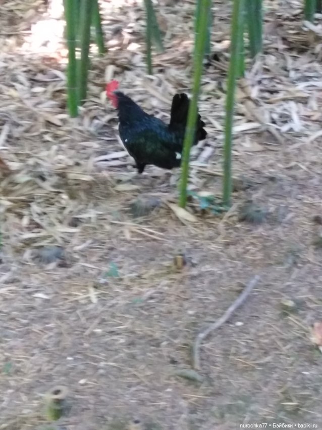 Про Нафочку. В дендрарии Сочи. Часть 2