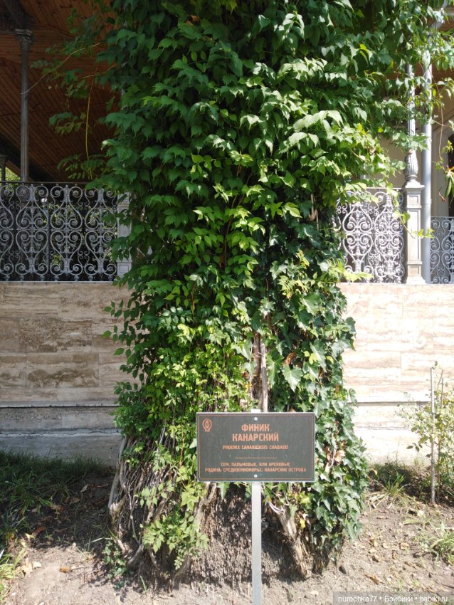 Про Нафочку. В дендрарии Сочи. Часть 2