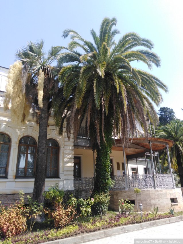 Про Нафочку. В дендрарии Сочи. Часть 2 (фото 2)