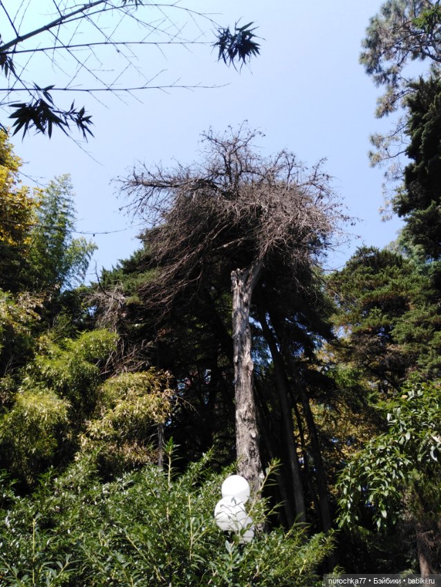 Про Нафочку. В дендрарии Сочи. Часть 2