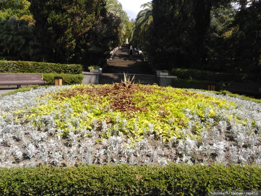 Про Нафочку. В дендрарии Сочи. Часть 2 (фото 3)