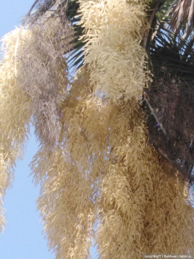 Про Нафочку. В дендрарии Сочи. Часть 2