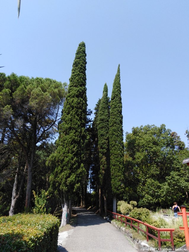 Про Нафочку. В дендрарии Сочи. Часть 2 (фото 7)