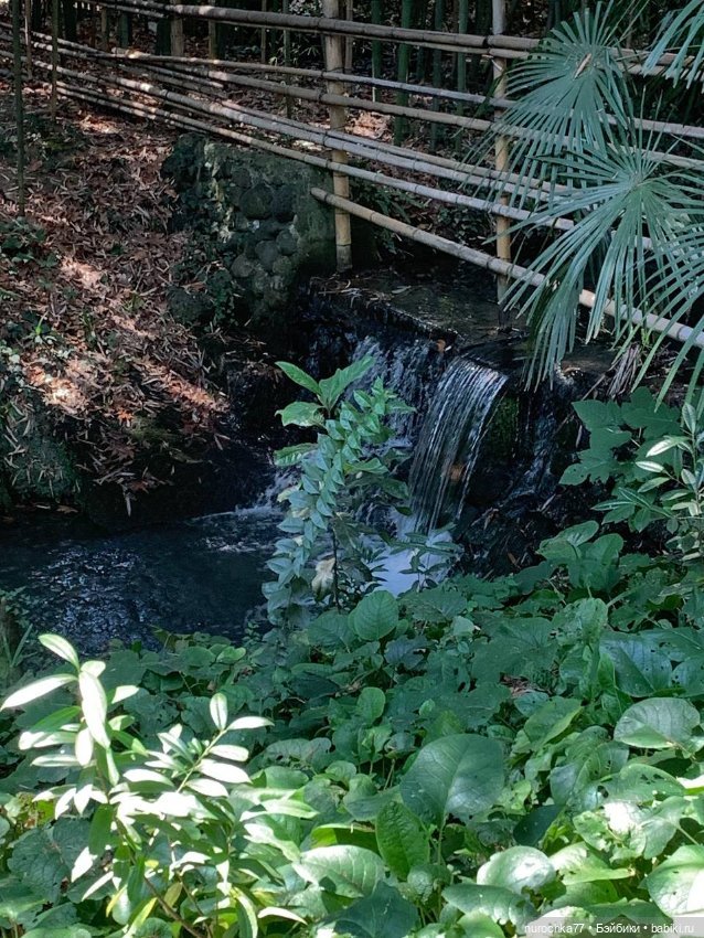 Про Нафочку. В дендрарии Сочи. Часть 2 (фото 4)