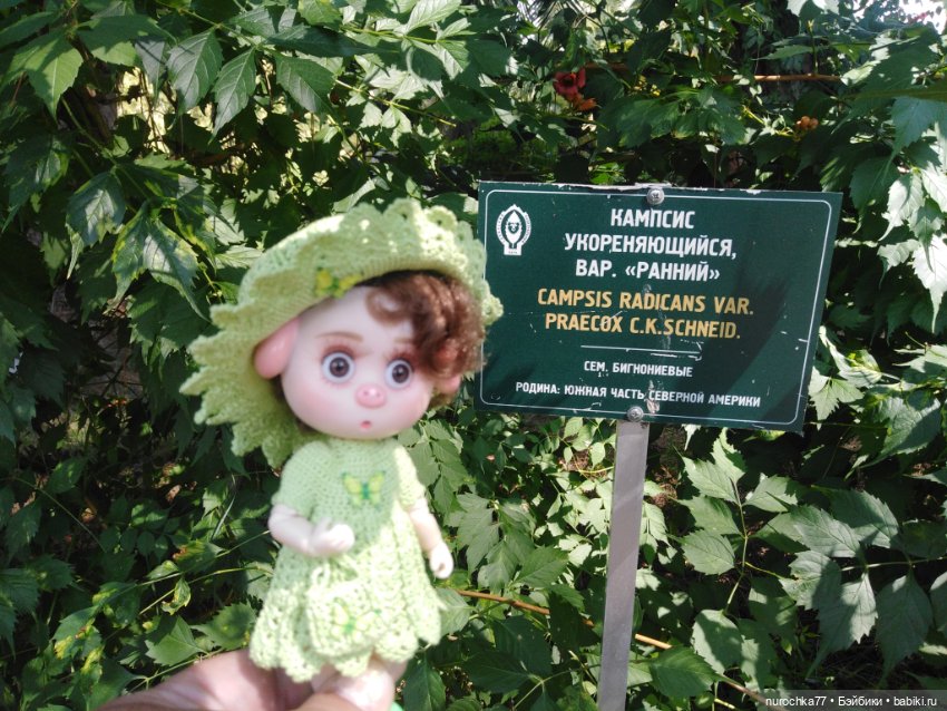 Про Нафочку. В дендрарии Сочи. Часть 2