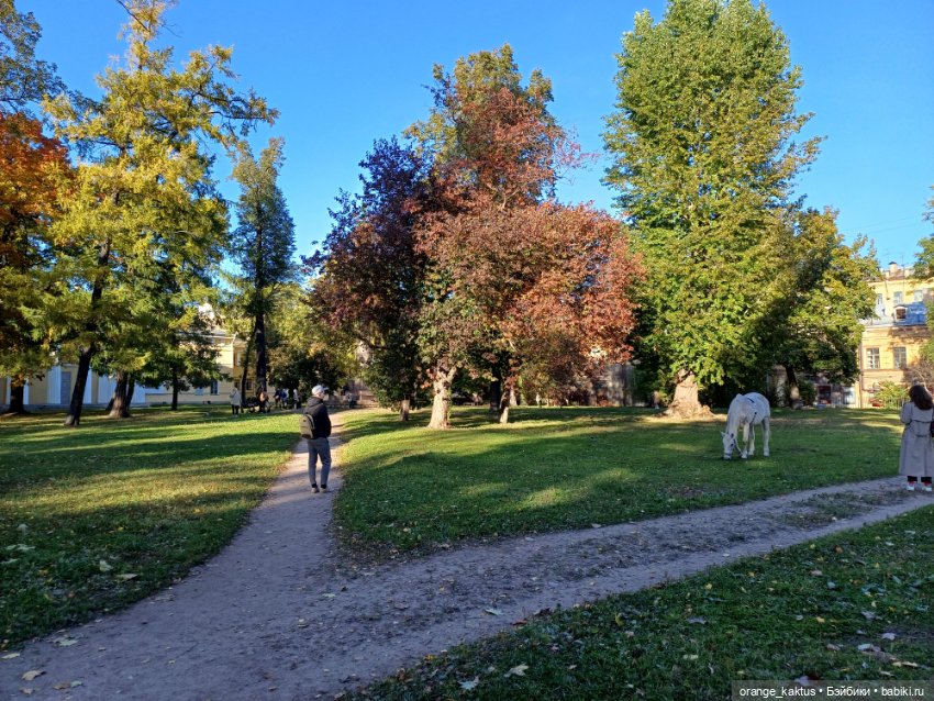 Васька на Ваське (Васильевском острове) (фото 3)