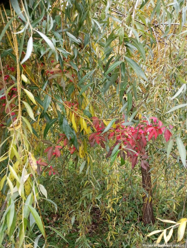 Камелия в осеннем парке 🍁🍂🍁 (фото 4)