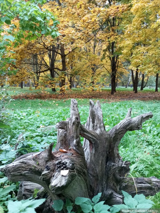Камелия в осеннем парке 🍁🍂🍁