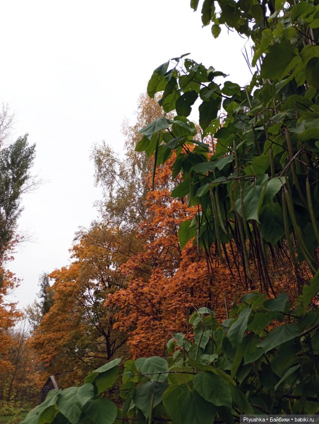 Камелия в осеннем парке 🍁🍂🍁