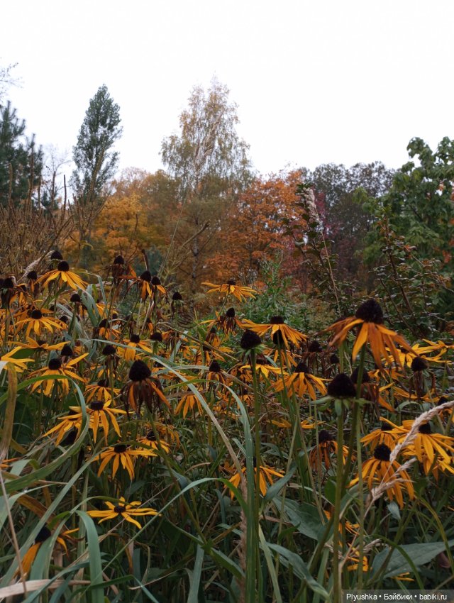 Камелия в осеннем парке 🍁🍂🍁