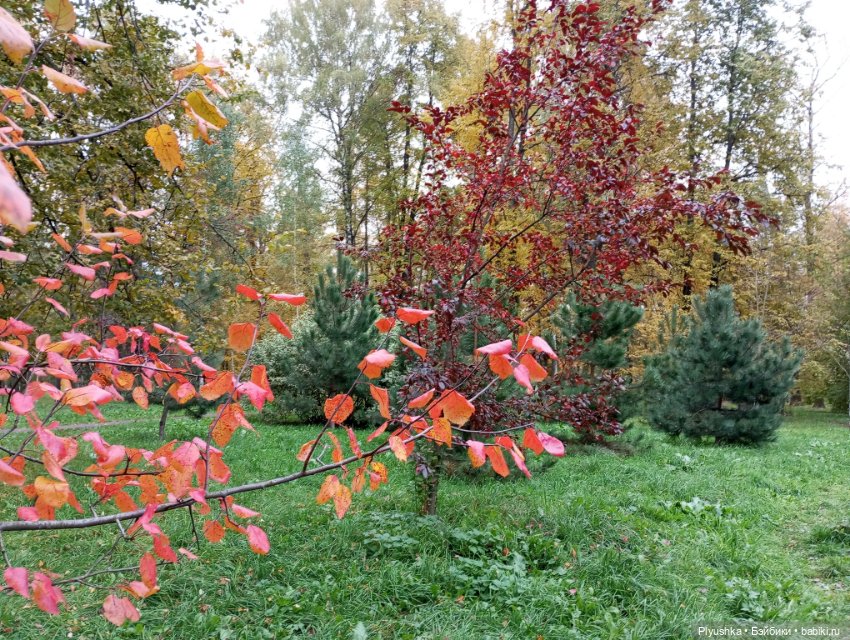 Камелия в осеннем парке 🍁🍂🍁